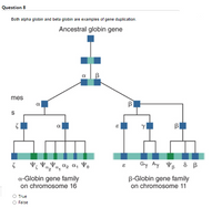 Answered: Question 8 Both alpha globin and beta… | bartleby