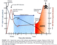 Primary
Infection
Death
1200
Acute HIV Infection
1000
107
Anti-HIV immune
Opportunistic
Infections
responses
800
Clinical Latency
106
600
Onset of
Symptoms
105
400-
104
AIDS
200
103
102
12
3
6
9
12
4
8
10
Weeks
Years
Time after infection
FIGURE 5.15 Typical time course of HIV infection and progression to disease. Patterns of CD4+ T-cell
decline and virus load vary greatly among patients. See also Fig. 5.16 for mortality as a function of initial viral
load. Some case definitions for AIDS specify a CD4+ count below 200 cells/µl (horizontal line). [From Coffin
et al. (1997, Fig. 5, p. 600).]
CD4+ T-cells (cells/ul)
HIV RNA (Copies/ml plasma)
