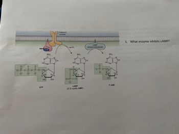 O
0=d-0
O
11
ő- ő- ő-
NH₂
N=C-C-N
||
HCEN-C-N
-O-P-O-P-O-P-O-CH₂
Gas
GTP
H
ATP
H
HO
O
H/H
OH
CH
Adenylyl
cyclase
PP₁
N=C
C-N
HC=N-C-N
5'
O=CH,
NH₂
01P10
-ó
O
3'
VH
OH
CAMP
(3',5'-cyclic AMP)
CAMP
phosphodiesterase
CH
0=0-6
NH₂
N=C-C-N
||
HC=N-C-N
-O-P-O-CH₂
H
H
HO
LO
H
OH
5'-AMP
CH
H
1. What enzyme inhibits CAMP?