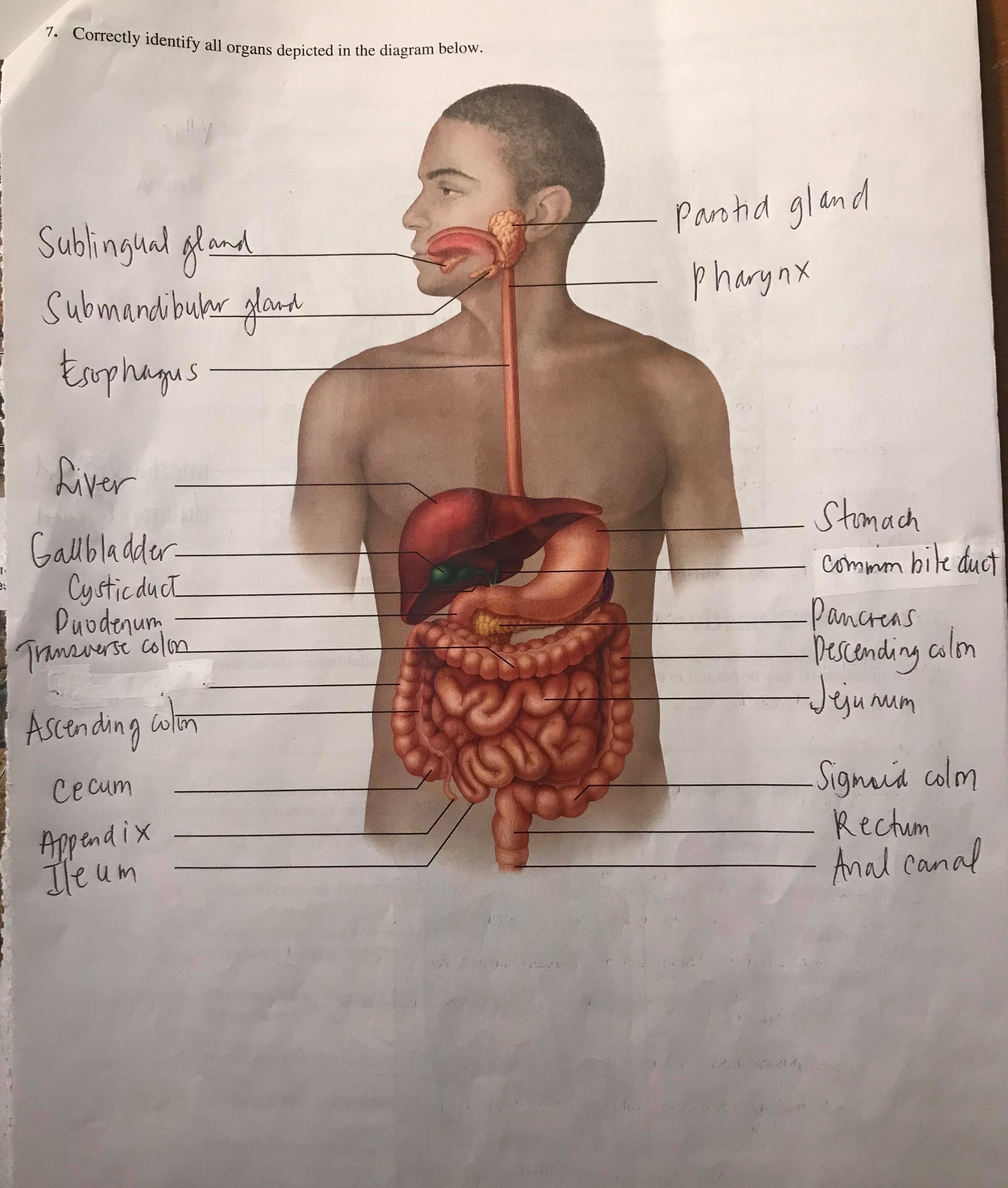 which-organ-is-called-the-blood-bank-of-the-body-quora