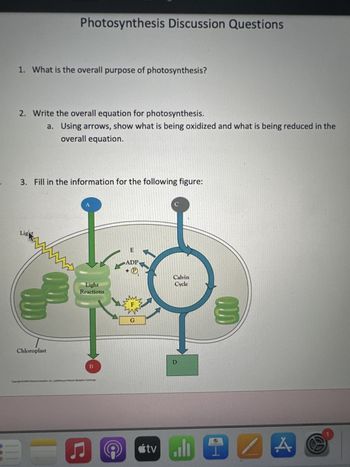 1. What is the overall purpose of photosynthesis?
2. Write the overall equation for photosynthesis.
a.
Light
Photosynthesis Discussion Questions
3. Fill in the information for the following figure:
Chloroplast
Using arrows, show what is being oxidized and what is being reduced in the
overall equation.
th
Cupright 2008 Pearson Education, ine, publishing as Pea
Light
Reactions
B
Benjamin Cummings
♫
E
ADP
P
Ev
G
C
Calvin
Cycle
D
...
tvill
In