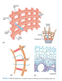 Answered: What are the four diffusion paths that… | bartleby