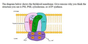 The diagram below shows the thylakoid membrane. Give reasons why you think the
structure you see is PSI, PSII, cytochrome, or ATP synthase.
STROMA
Thylakoid membrane
Lumen
CP43
2H₂O
D2
Cyt
Osse
Pheo
Tyrz
Mn
Peao
Mn
D1
Mn
Mn
CP47
MSP
O₂ + 4H*