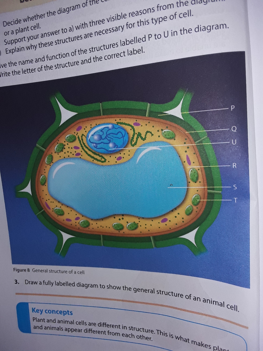 Answered: Decid or a plant cell. Support your… | bartleby