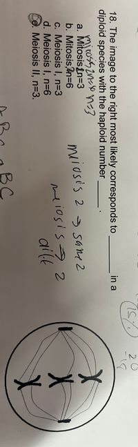 18. The image to the right most likely corresponds to
diploid species with the haploid number
mirosis 2n=x0 n=3
a. Mitosisin=3
b. Mitosis.2n=6
c. Meiosis I, n=3
d. Meiosis I, n=6
Ce. Meiosis II, n=3.
in a
meiosis 2 samez
meiosis 2
gift
15
2
X
x
X