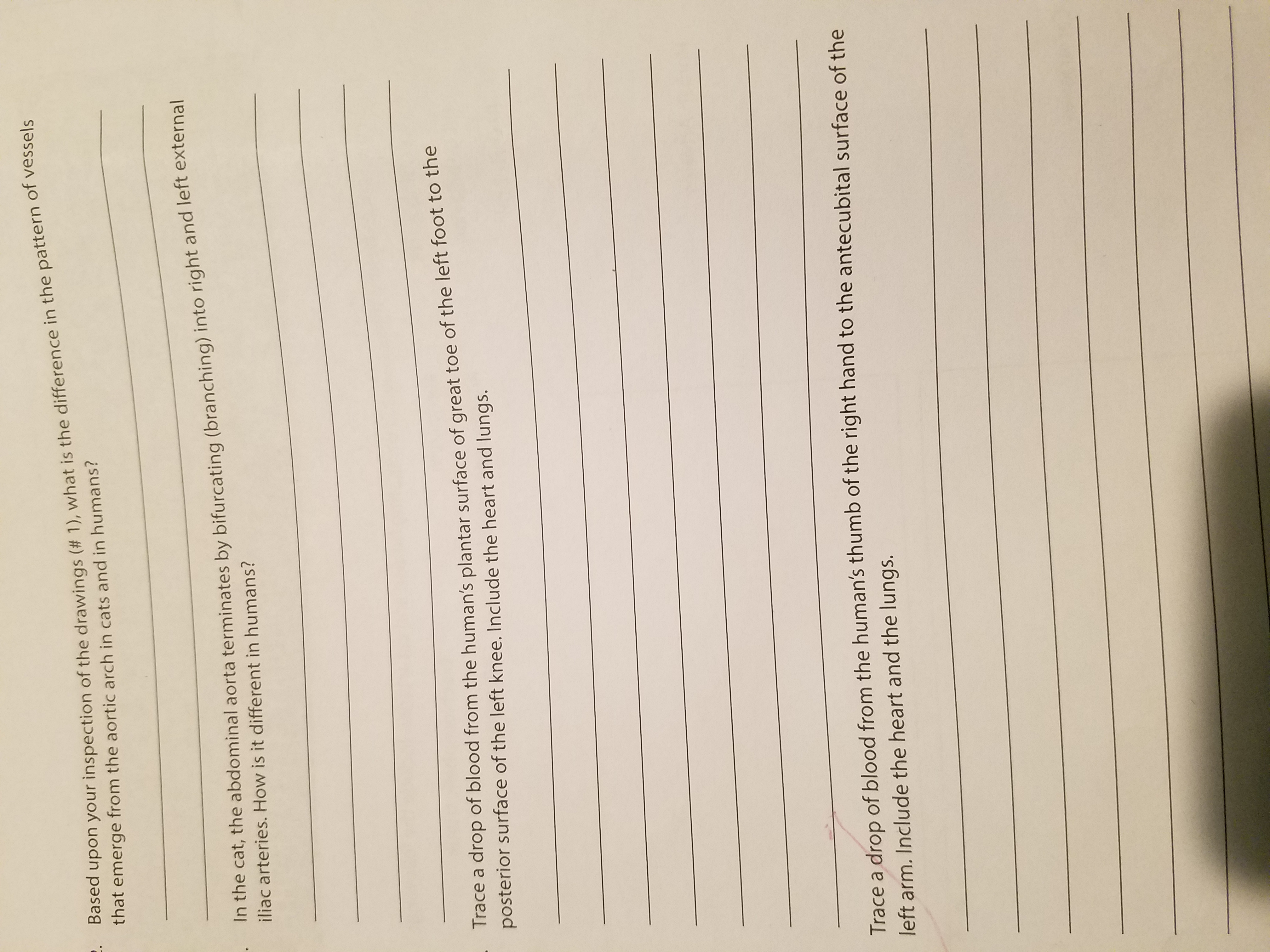 2. Based upon your inspection of the drawings (# 1), what is the difference in the pattern of vessels
that emerge from the aortic arch in cats and in humans?
In the cat, the abdominal aorta terminates by bifurcating (branching) into right and left external
iliac arteries. How is it different in humans?
Trace a drop of blood from the human's plantar surface of great toe of the left foot to the
posterior surface of the left knee. Include the heart and lungs.
Trace a drop of blood from the human's thumb of the right hand to the antecubital surface of the
left arm. Include the heart and the lungs.
