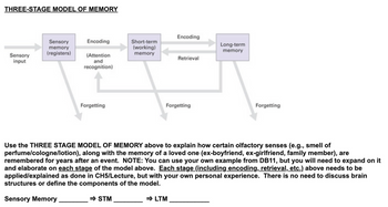 Answered: Use The THREE STAGE MODEL OF MEMORY… | Bartleby