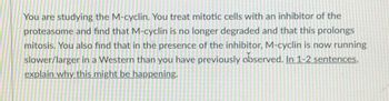 You are studying the M-cyclin. You treat mitotic cells with an inhibitor of the proteasome and find that M-cyclin is no longer degraded and that this prolongs mitosis. You also find that in the presence of the inhibitor, M-cyclin is now running slower/larger in a Western than you have previously observed. In 1-2 sentences, explain why this might be happening.