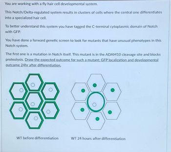 You are working with a fly hair cell developmental system.
This Notch/Delta-regulated system results in clusters of cells where the central one differentiates
into a specialized hair cell.
To better understand this system you have tagged the C-terminal cytoplasmic domain of Notch
with GFP.
You have done a forward genetic screen to look for mutants that have unusual phenotypes in this
Notch system.
The first one is a mutation in Notch itself. This mutant is in the ADAM10 cleavage site and blocks
proteolysis. Draw the expected outcome for such a mutant: GFP localization and developmental
outcome 24hr after differentiation.
WT before differentiation
WT 24 hours after differentiation