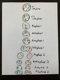 61
interphase
62
interphase
Prophase I
metaphase I
Anaphase I
telo phaseI
Prophase 2
metaphase 2
Anapase 2
telophase 2
