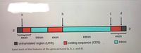 C
a
3'
5'
intron
intron
exon
exon
exon
intron
untranslated region (UTR)
coding sequence (CDS)
Label each of the features of the gene pictured (a, b, c, and d).
