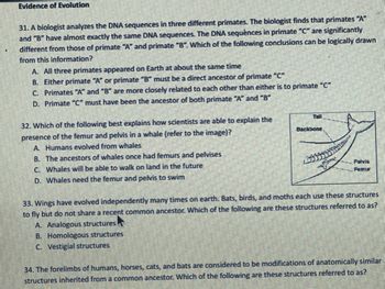 Evidence of Evolution
31. A biologist analyzes the DNA sequences in three different primates. The biologist finds that primates "A"
and "B" have almost exactly the same DNA sequences. The DNA sequences in primate "C" are significantly
different from those of primate "A" and primate "B". Which of the following conclusions can be logically drawn
from this information?
A. All three primates appeared on Earth at about the same time
B. Either primate "A" or primate "B" must be a direct ancestor of primate "C"
C. Primates "A" and "B" are more closely related to each other than either is to primate "C"
D. Primate "C" must have been the ancestor of both primate "A" and "B"
Teil
32. Which of the following best explains how scientists are able to explain the
presence of the femur and pelvis in a whale (refer to the image)?
Backbone
A. Humans evolved from whales
B. The ancestors of whales once had femurs and pelvises
C. Whales will be able to walk on land in the future
440x3
D. Whales need the femur and pelvis to swim
Polvis
Femur
33. Wings have evolved independently many times on earth. Bats, birds, and moths each use these structures
to fly but do not share a recent common ancestor. Which of the following are these structures referred to as?
A. Analogous structures
B. Homologous structures
C.
Vestigial structures
34. The forelimbs of humans, horses, cats, and bats are considered to be modifications of anatomically similar
structures inherited from a common ancestor. Which of the following are these structures referred to as?