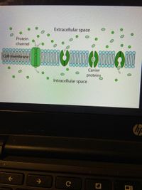 Answered: Extracellular space Protein channel… | bartleby