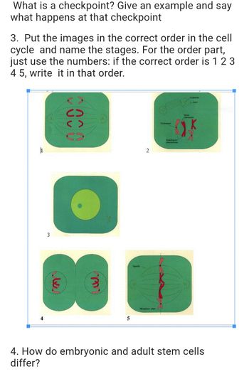 What is a checkpoint? Give an example and say
what happens at that checkpoint
3. Put the images in the correct order in the cell
cycle and name the stages. For the order part,
just use the numbers: if the correct order is 1 2 3
45, write it in that order.
1
4
3
0000
32
m
S
FRED
5
2
Metaphase plat
Censomon
Homoligous
chromones
Controles
Aster
4. How do embryonic and adult stem cells
differ?