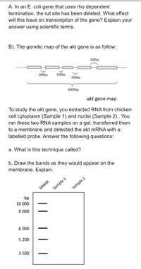 A. In an E. coli gene that uses rho dependent
termination, the rut site has been deleted. What effect
will this have on transcription of the gene? Explain your
answer using scientific terms.
B). The genetic map of the akt gene is as follow:
300bp
200bp
100bp
200bp
6000bp
akt gene map
To study the akt gene, you extracted RNA from chicken
cell cytoplasm (Sample 1) and nuclei (Sample 2). You
ran these two RNA samples on a gel, transferred them
to a membrane and detected the akt mRNA with a
labelled probe. Answer the following questions:
a. What is this technique called?
b. Draw the bands as they would appear on the
membrane. Explain.
MWM
Sample 1
Sample 2
bp
10 000
8 000
-
6 000
5 200
3 500
-
