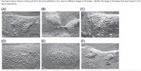 The figure below shows a living cell from the lung epithelium of a newt at different stages in M phase. Identify the stage in M phase that each panel in the
figure represents.
(A)
(B)
(C)
(D)
(E)
(F)
