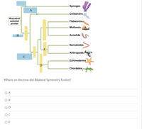 Sponges
A
Cnidarians
Ancestral
colonial
protist
Flatworms
Molluscs
Annelids
Nematodes
E
Arthropods
C
Echinoderms
D
Chordates,
Where on the tree did Bilateral Symmetry Evolve?
A
O E
