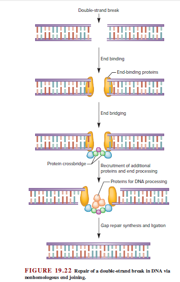 Answered: Double-strand break Шнн End binding… | bartleby