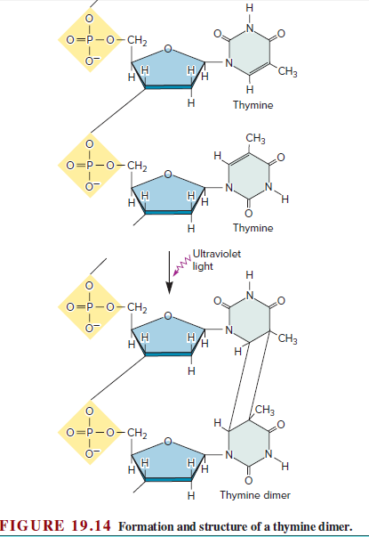 о-р-о-сн,
N.
н
н
CH3
н
Н
н
Н
Thymine
CH3
Н
O=P-0-CH2
o-
Н
н
Н
Н
Thymine
Ultraviolet
light
н
о-р-о-сн,
N.
"CHз
н
Н
Н
CHз
Н.
O=P-0-CH2
N.
Н
Н
Н
н
Thymine dimer
FIGURE 19.14 Formation and structure of a thymine dimer.
