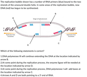 The replication bubble shown has a number of RNA primers (blue) bound to the two
strands of the unwound double helix. In some areas of the replication bubble, new
DNA (red) has begun to be synthesized.
3'
A
Replication fork
movement
D
Origin of replication (on)
B
C
Replication fork
movement
Which of the following statements is correct?
1.DNA polymerase III will continue extending the DNA at the location indicated by
arrow B.
2.At some point during the replication process, the enzyme ligase will be needed at
the location indicated by arrow D.
3.At some point during the replication process, DNA polymerase I will add bases at
the location indicated by arrow C.
4.Arrows A and D are both pointing to a 3' end of RNA.