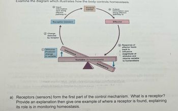 Examine the diagram which illustrates how the body controls homeostasis.
3 Input:
Information
sent along
afferent
pathway to
Receptor (sensor)
Change
detected
by receptor 201
1 Stimulus:
Produces
change
in variable
Imbalance
Control
center
Variable (in homeostasis)
4 Output:
Information sent
along efferent
pathway to
Imbalance
Effector
SVO
6 Response of
effector feeds
back to
§
influence
magnitude of
stimulus and
returns variable
to homeostasis
Image source: https://anatomvandphysiologyi.com/homeostasis
positiveneqative-feedback- chanisms/ (accessed 06/01 201
Qui
a) Receptors (sensors) form the first part of the control mechanism. What is a receptor?
Provide an explanation then give one example of where a receptor is found, explaining
its role is in monitoring homeostasis.
1