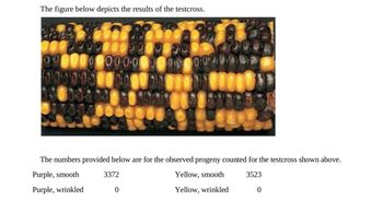 The figure below depicts the results of the testcross.
00000000
000000000000000000
0000000000
50
The numbers provided below are for the observed progeny counted for the testcross shown above.
Purple, smooth
Yellow, smooth
3523
Purple, wrinkled
Yellow, wrinkled
3372
0
0