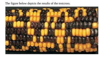 The figure below depicts the results of the testcross.
1000000000000000
000000000000000
0000000000000
50465 106