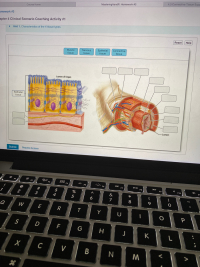 Nervous
Epithelial
tissue
Connective
tissue
Muscle
tissue
tissue
Lumen of Organ
Epithelial
tissue
Lumen
