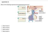 **QUESTION 19**

**Which of the following represents the hypophyseal portal vein?**

1. CELLS A

2. BLOOD VESSELS D

3. CELLS J

The diagram illustrates several labeled areas within the pituitary gland and its associated blood vessels. The labels are as follows:

- **AREA K** 
- **AREA L** 
- **BLOOD VESSELS B** 
- **BLOOD VESSEL C** 
- **AREA M**
- **AREA E**
- **BLOOD VESSELS F**
- **AREA G**
- **BLOOD VESSEL H**

The hypophyseal portal vein is a crucial component in connecting the hypothalamus to the anterior pituitary gland, allowing for the transport of releasing and inhibiting hormones. The blood vessels labeled in the diagram are:

- **BLOOD VESSELS D**
- **BLOOD VESSELS B**
- **BLOOD VESSELS F**
- **BLOOD VESSEL H**

**Options:**

- [ ] Blood vessel D
- [ ] Blood vessel B
- [ ] Blood vessel F
- [ ] Blood vessel H

The question asks to identify which blood vessel represents the hypophyseal portal vein in the provided anatomical diagram.