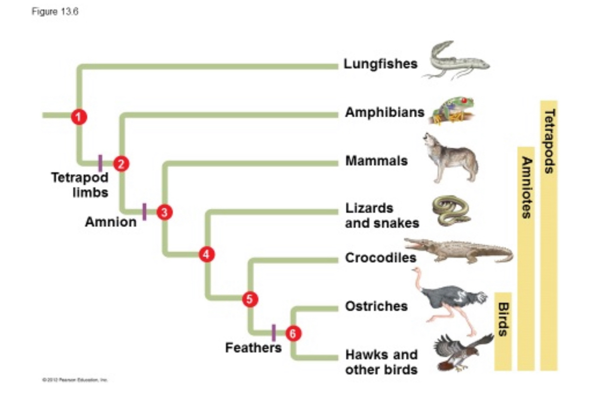 phylogenetic tree mammals
