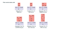 Polar neutral amino acids
OH
SH
CH,
CH.
CH,
CH-OH
H,N-C-COOH
H.N-C-COOH
H.N-C-COOH
H
Serine (Ser, S)
SEER-een
Cysteine (Cys, C)
SIS-teh-een
Threonine (Thr, T)
THREE-oh-neen
он
NH,
NH,
CH,
CH,
CH,
CH,
H,N-C- COOH
H,N-C-COOH
H,N-C-COOH
H
Asparagine (Asn, N)
ah-SPAR-ah geen
Glutamine (Gin, Q
GLU-tah-meen
Тугosine (Tyr, Y)
(TIE-roe-seen)
