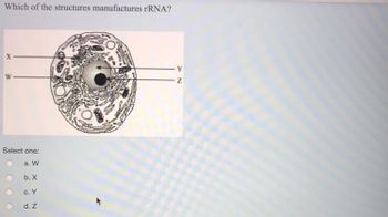 Which of the structures manufactures rRNA?
X
W
Select one:
a. W
b. X
c. Y
d. Z
O
Z