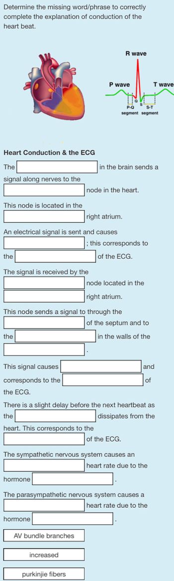 Determine the missing word/phrase to correctly
complete the explanation of conduction of the
heart beat.
Heart Conduction & the ECG
The
signal along nerves to the
This node is located in the
the
right atrium.
An electrical signal is sent and causes
The signal is received by the
the
This signal causes
corresponds to the
the ECG.
This node sends a signal to through the
hormone
P wave
heart. This corresponds to the
hormone
node in the heart.
AV bundle branches
R wave
S-T
P-Q
segment segment
increased
in the brain sends a
; this corresponds to
of the ECG.
purkinjie fibers
node located in the
right atrium.
There is a slight delay before the next heartbeat as
the
dissipates from the
of the septum and to
in the walls of the
The sympathetic nervous system causes an
heart rate due to the
of the ECG.
The parasympathetic nervous system causes a
heart rate due to the
T wave
and
of