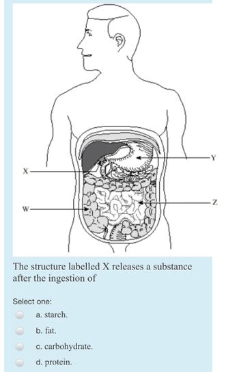 W
The structure labelled X releases a substance
after the ingestion of
Select one:
a. starch.
b. fat.
c. carbohydrate.
d. protein.
Z