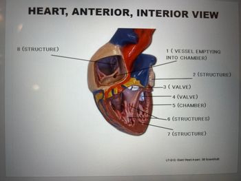 Answered: HEART, ANTERIOR, INTERIOR VIEW 8… | bartleby