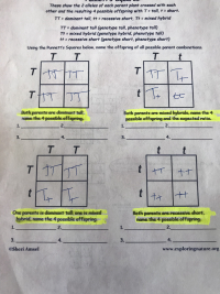 Answered: Both Parents Are Dominant Tall. Name… 