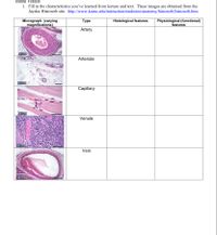 Blood Vessels

1. Fill in the characteristics you’ve learned from lecture and text. These images are obtained from the Jaydoc Histoweb site. [Jaydoc Histoweb](http://www.kumc.edu/instruction/medicine/anatomy/histoweb/histoweb.htm)

| Micrograph (varying magnifications) | Type      | Histological features | Physiological (functional) features |
|-------------------------------------|-----------|-----------------------|------------------------------------|
| ![Artery](image-url)                | Artery    |                       |                                    |
| ![Arteriole](image-url)             | Arteriole |                       |                                    |
| ![Capillary](image-url)             | Capillary |                       |                                    |
| ![Venule](image-url)                | Venule    |                       |                                    |
| ![Vein](image-url)                  | Vein      |                       |                                    |

### Explanation of Images:

1. **Artery**: The micrograph displays a thick-walled structure, characteristic of arteries, showing multiple layers indicative of the tunica media made primarily of smooth muscle and elastin fibers.

2. **Arteriole**: This image shows a smaller version of an artery, with a proportionally thicker muscular wall. Arterioles are key in regulating blood flow and pressure.

3. **Capillary**: The capillary micrograph reveals thin walls consisting primarily of a single layer of endothelial cells, allowing for efficient exchange of gases and nutrients.

4. **Venule**: The image of the venule contains a thinner wall compared to arteries and fewer smooth muscle layers, showing its role in returning blood to the heart.

5. **Vein**: Featured is a structure with a relatively large lumen and thinner walls compared to arteries, displaying valves and less elastic tissue, accommodating their function of carrying blood back to the heart under low pressure.