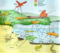 Tup carmivuru
Carnivoree
Herbivores
of prey
Putusyntelzurs
Docomposore
Dirde
Humans
Birds
Mammals
Marmmas
Nutnents
Arthropode
Pish
Meiofauna
Nutrients
Dacteria and
fungi
Algan
Nuierte
Mollucke
Annelios
