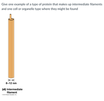 Give one example of a type of protein that makes up intermediate filaments
and one cell or organelle type where they might be found
8-12 nm
(d) Intermediate
filament
© 2012 Pearson Education, Inc.