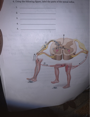 6. Using the following figure, label the parts of the spinal reflex.
1.
2.
3.
4.
5.
$)