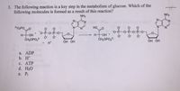 3. The following reaction is a key step in the metabolism of glucose. Which of the
following molecules is formed as a result of this reaction?
NH2
NH2
N.
N-
N.
2-O3PO,
N.
HO
N.
HOH *
ČH2OPO,2-
O-P-O-P-0-
II
O-P-0-P-0-P-O-
H OH
ČH2OPO,2
H*
ОН ОН
OH OH
a. ADP
b. H*
с. АТР
d. H20
e. Pi
