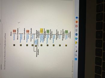 ctions: On
Names:
The following is an illustration of the glycolysis pathway:
Accessibility: Investigate
Dihydroxyacetone
phosphate
HO
1
3
4
6
8
9
Glucose
k
Hexokinase ATP
Glucose 6-phosphate
Phosphoglucose
isomerase
Triose
5 phosphate Glyceraldehyde
isomerase.
3-phosphate
(2 molecules)
10
Fructose 6-phosphate
$1
Phosphofructo- ATP
kinase-1 ADP
Fructose 1,6-bisphospha
Aldolase
7 Phosphoglycerate
Glyceraldehyde 2 NAD+ +
3-phosphate 2 NADH +
dehydrogenase
1,3-Bisphosphoglycerat
(2 molecules)
1
kinase 2 ATP
3-Phosphoglycerate
(2 molecules)
F7
ADP
Phosphoglycero-
mutase
2 ADP
2-Phosphoglycerate
(2 molecules)
Enolase
2 H₂O
Phosphoenolpyruvate
(2 molecules)
Pyruvate 2 ADP
kinase 2 ATP
8¹
Pyruvate
(2 molecules)
DELL
D
F9
Styles
W
prt sc
F10
home