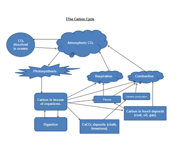 CO₂
dissolved
in oceans
Photosynthesis
Carbon in tissues
of organisms.
Digestion
The Carbon Cycle
Atmospheric CO₂
Respiration
Plastics
CaCO; deposits (chalk,
limestone).
Combustion
Cement production
Carbon in fossil deposits
(coal, oil, gas).