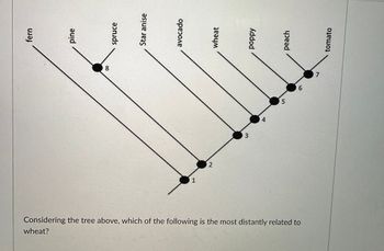 fern
pine
8
Star anise
avocado
1
wheat
2
3
poppy
4
peach
5
9
Considering the tree above, which of the following is the most distantly related to
wheat?
7
tomato