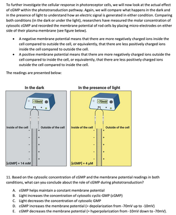 To further investigate the cellular response in photoreceptor cells, we will now look at the actual effect
of cGMP within the phototransduction pathway. Again, we will compare what happens in the dark and
in the presence of light to understand how an electric signal is generated in either condition. Comparing
both conditions (in the dark or under the light), researchers have measured the molar concentration of
cytosolic cGMP and recorded the membrane potential of rod cells by placing micro-electrodes on either
side of their plasma membrane (see figure below).
A negative membrane potential means that there are more negatively charged ions inside the
cell compared to outside the cell, or equivalently, that there are less positively charged ions
inside the cell compared to outside the cell.
●
A positive membrane potential means that there are more negatively charged ions outside the
cell compared to inside the cell, or equivalently, that there are less positively charged ions
outside the cell compared to inside the cell.
The readings are presented below:
In the dark
O-10mV
Inside of the cell
[CGMP] = 14 mM
Outside of the cell
In the presence of light
0-70mV
"
Inside of the cell
[CGMP] = 4 μM
Outside of the cell
11. Based on the cytosolic concentration of cGMP and the membrane potential readings in both
conditions, what can you conclude about the role of cGMP during phototransduction?
A. CGMP helps maintain a constant membrane potential
B. Light increases the concentration of cytosolic cyclic-GMP (CGMP)
C. Light decreases the concentration of cytosolic GMP
D. CGMP increases the membrane potential (= depolarization from -70mV up to -10mV)
E. CGMP decreases the membrane potential (= hyperpolarization from -10mV down to -70mV).