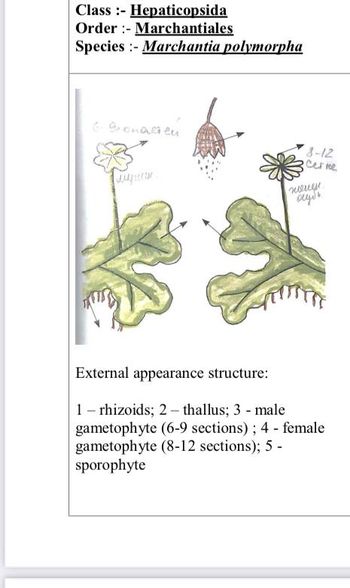 Answered: ernal appearance structure: rhizoids: 2… | bartleby
