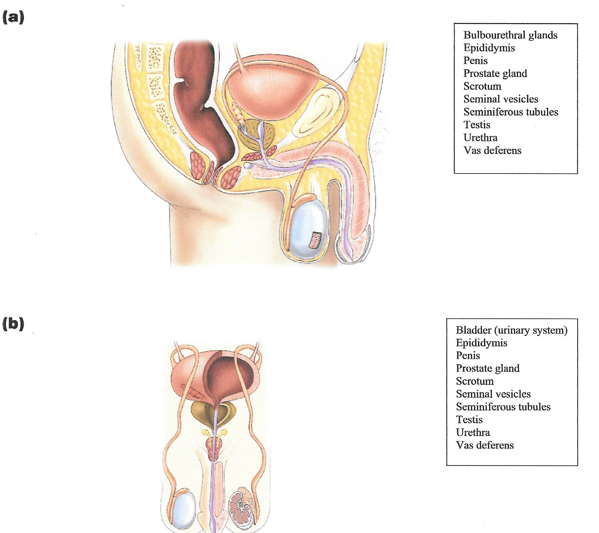 (a)
Bulbourethral glands
Epididymis
Penis
Prostate gland
Scrotum
Seminal vesicles
Seminiferous tubules
Testis
Urethra
Vas deferens
(b)
Bladder (urinary system)
Epididymis
Penis
Prostate gland
Scrotum
Seminal vesicles
Seminiferous tubules
Testis
Urethra
Vas deferens
