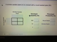 A wrinkle-seeded plant (rr) is crossed with a round-seeded plant (Rr).
Wrinkle-Seeded
Plant
Genotype
Rrobability (%)
Phenotype
Probability (%)
RR
Round Seeds:
Rr
Wrinkled Seeds:
rr
Genetics Punnett Squares
novo
Round-Seeded
Plant
5.
