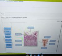 Answered: Myometrium (diagram) Cervix Perimetrium… | bartleby