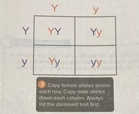 Y
y
Y
YY
Yy
y
Yy
yy
3.
Copy female alleles across
each row. Copy male alleles
down each column. Always
list the dominant trait first.
